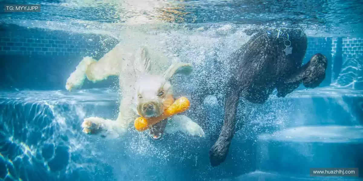 巅峰对决，热血沸腾，你准备好尖叫了吗？🔥🏆